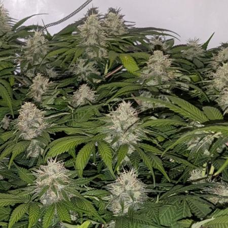 Ayahuasca purple/purple urkle/spacecooki