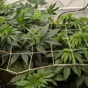 Ayahuasca purple/purple punch/purple urk