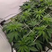 Ayahuasca purple/purple punch/purple urk