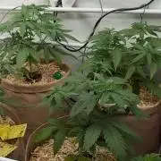 Momo and caramba
