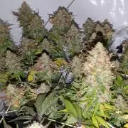 Ayahuasca purple/purple urkle/spacecooki