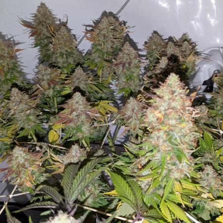 Ayahuasca purple/purple urkle/spacecooki