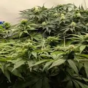 Ayahuasca purple/purple urkle/spacecooki