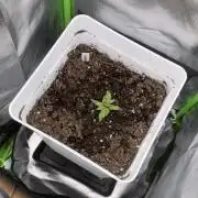 Northern lights auto