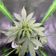 Northern lights auto