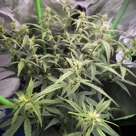 Northern lights auto
