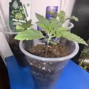 Eternity Grow Cup 2026