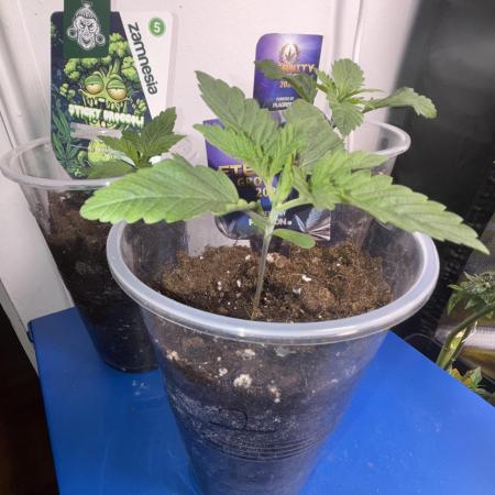 Eternity Grow Cup 2026