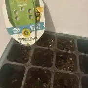 Northern lights auto