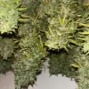 Eternity Grow Cup 2026