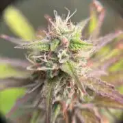 Critical XXL Auto GB