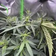 Northern lights auto