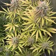 Critical XXL Auto GB