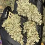 Eternity Grow Cup 2026