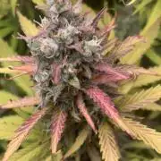 Critical XXL Auto GB