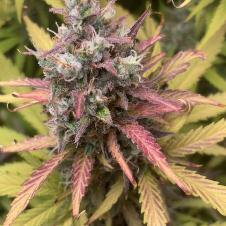 Critical XXL Auto GB