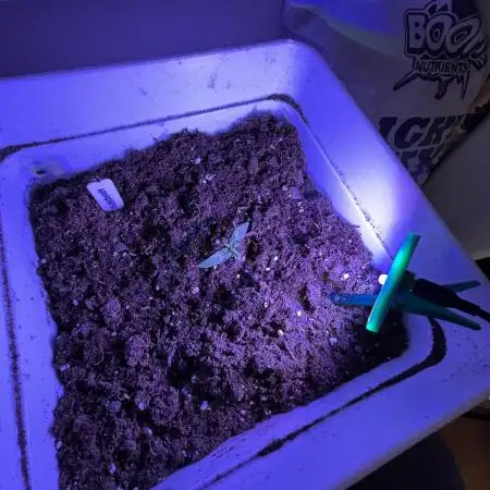 Northern lights auto