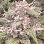 Revegetación red hot cookie