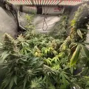 Popurrí de plantas