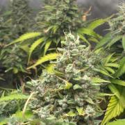 Eternity Grow Cup 2026