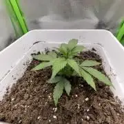 Northern lights auto