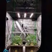 Summer Jam Auto :)