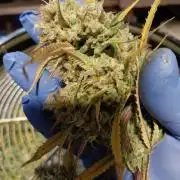 Summer Jam Auto :)