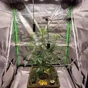 CBD-Mania