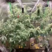 Summer Jam Auto :)