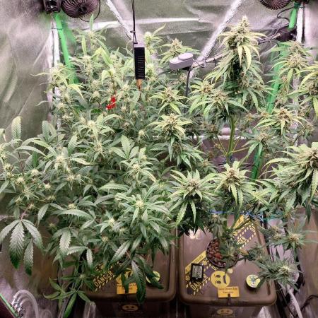 Summer Jam Auto :)