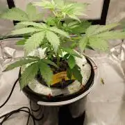 CBD-Mania