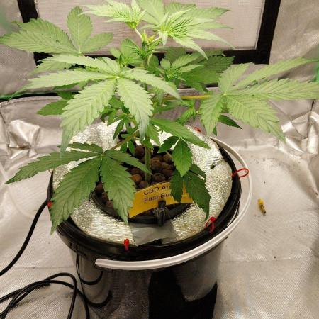 CBD-Mania