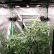 Summer Jam Auto :)