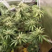 Summer Jam Auto :)