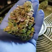 Summer Jam Auto :)