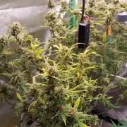Summer Jam Auto :)