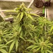 Summer Jam Auto :)