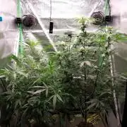 Summer Jam Auto :)
