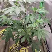 CBD-Mania