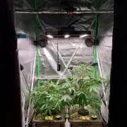 Summer Jam Auto :)