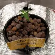 CBD-Mania