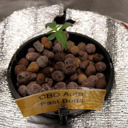CBD-Mania