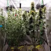 Summer Jam Auto :)