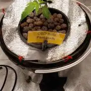 CBD-Mania