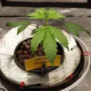 CBD-Mania