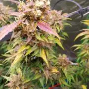 Summer Jam Auto :)