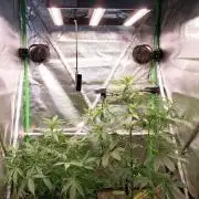Summer Jam Auto :)