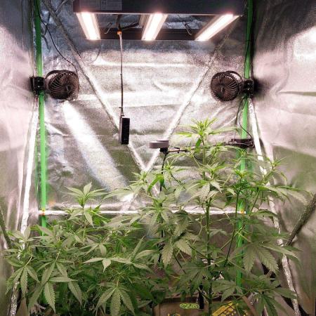 Summer Jam Auto :)