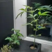 Ekoro:is it possible to grow on 20x20cm?