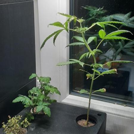 Ekoro:is it possible to grow on 20x20cm?